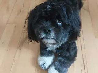 Avl. Sød og flot Lhasa apso han til avl