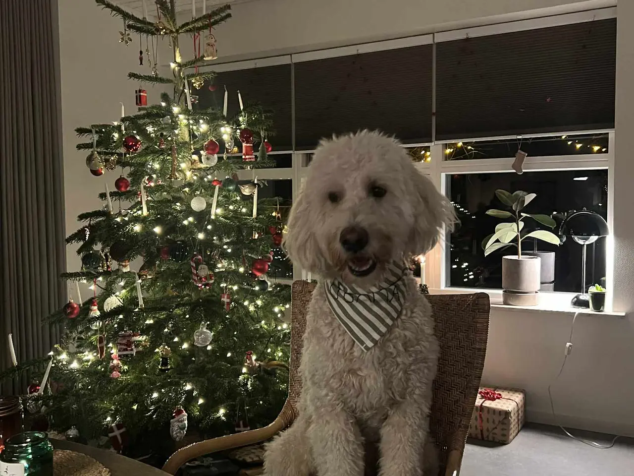 Billede 4 - Multigen Labradoodle hvalpe sælges