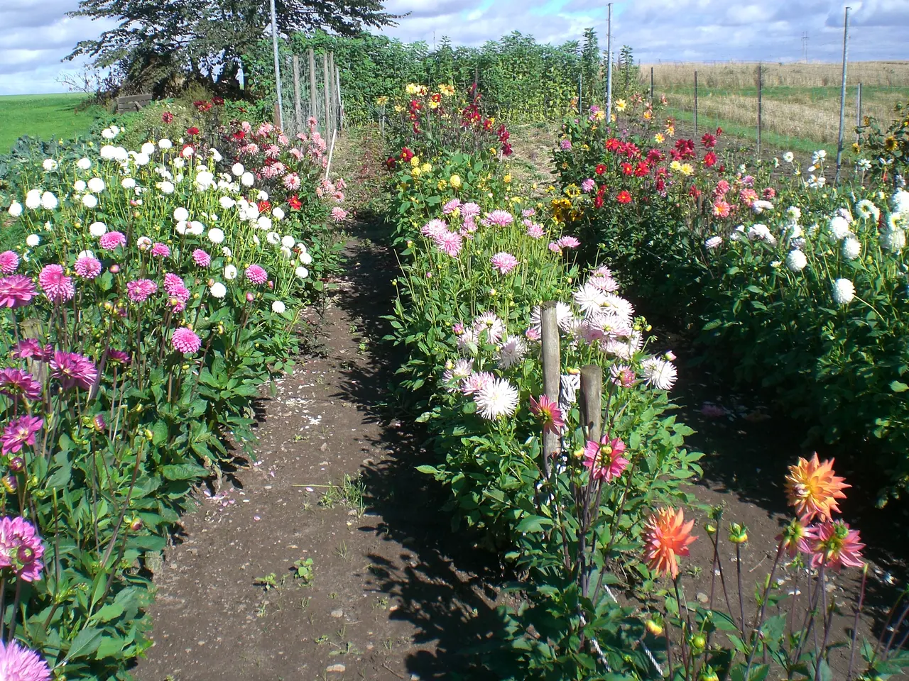 Billede 2 - Georgineknolde med blomster