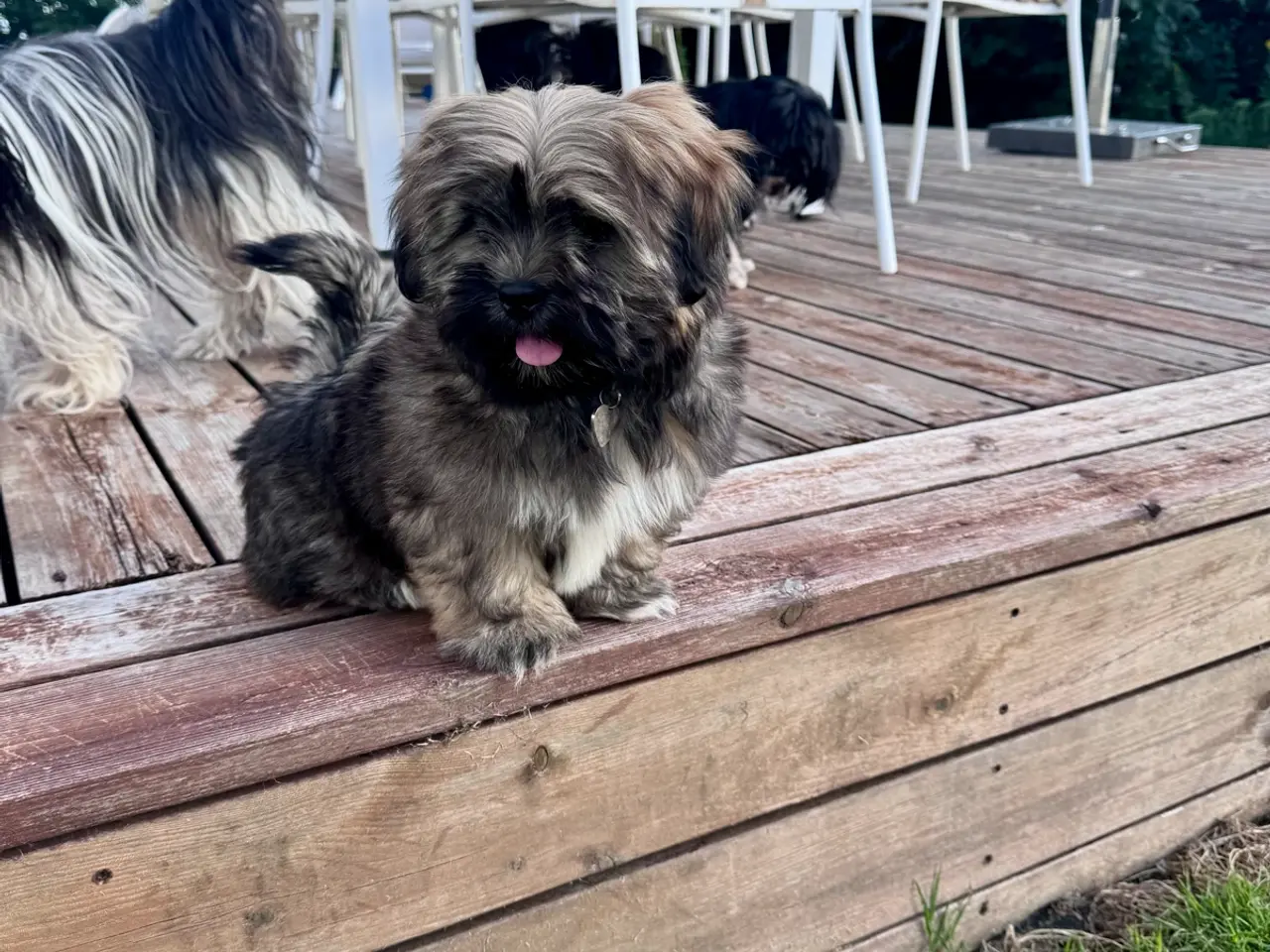 Billede 7 - Lhasa apso hvalp