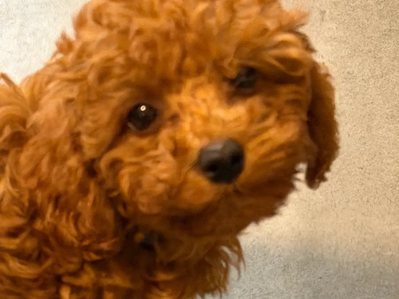 Billede 3 - Maltipoo rejseklar