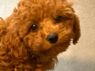 Maltipoo rejseklar - 2