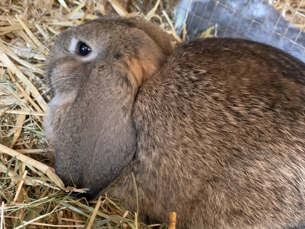 Billede 2 - Sødeste dværgvædderunge🐰❤️