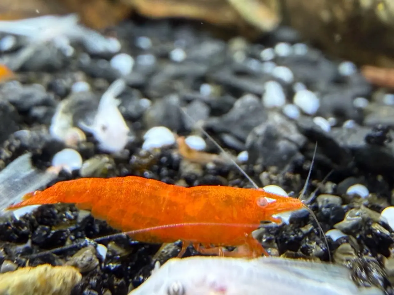 Billede 11 - 🧡 Orange Sakura Shrimp OE / Orange OE Neocaridina