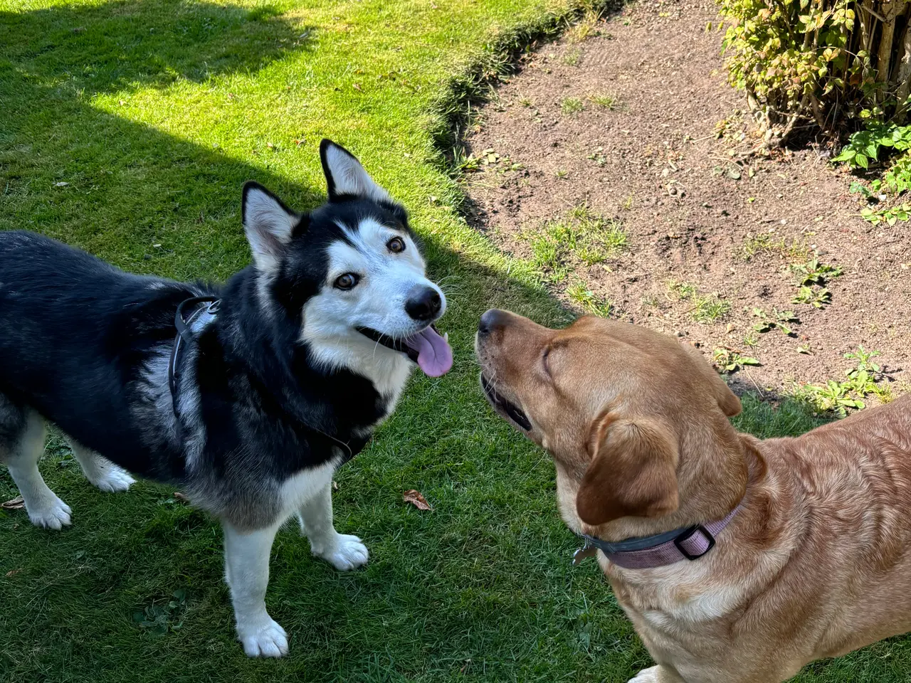 Billede 2 - Hund – Pablo – 6-årig Siberian Husky søger sit sid