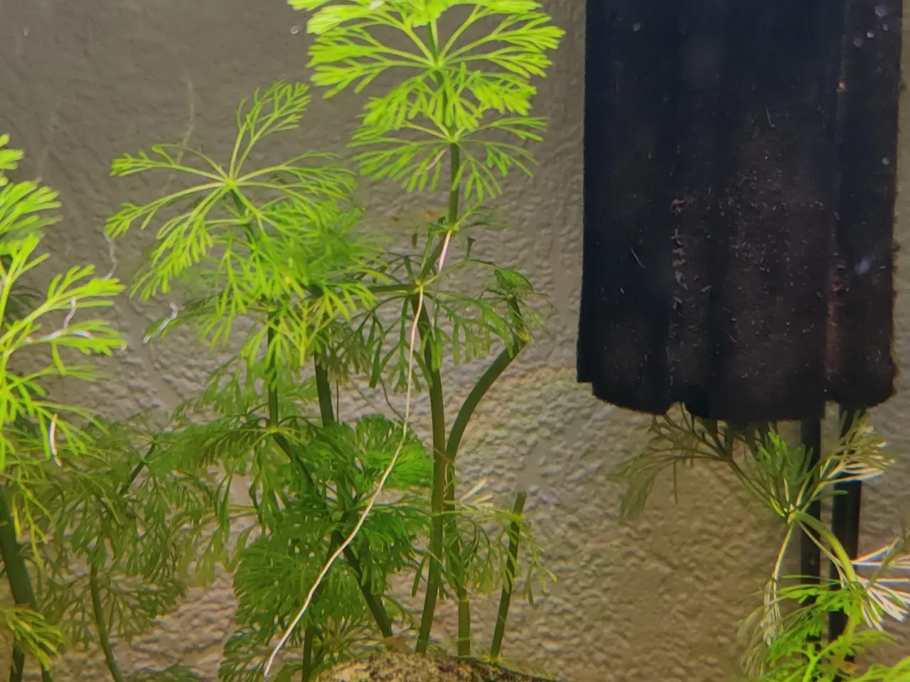Billede 13 - Akvarie Planter mange slags