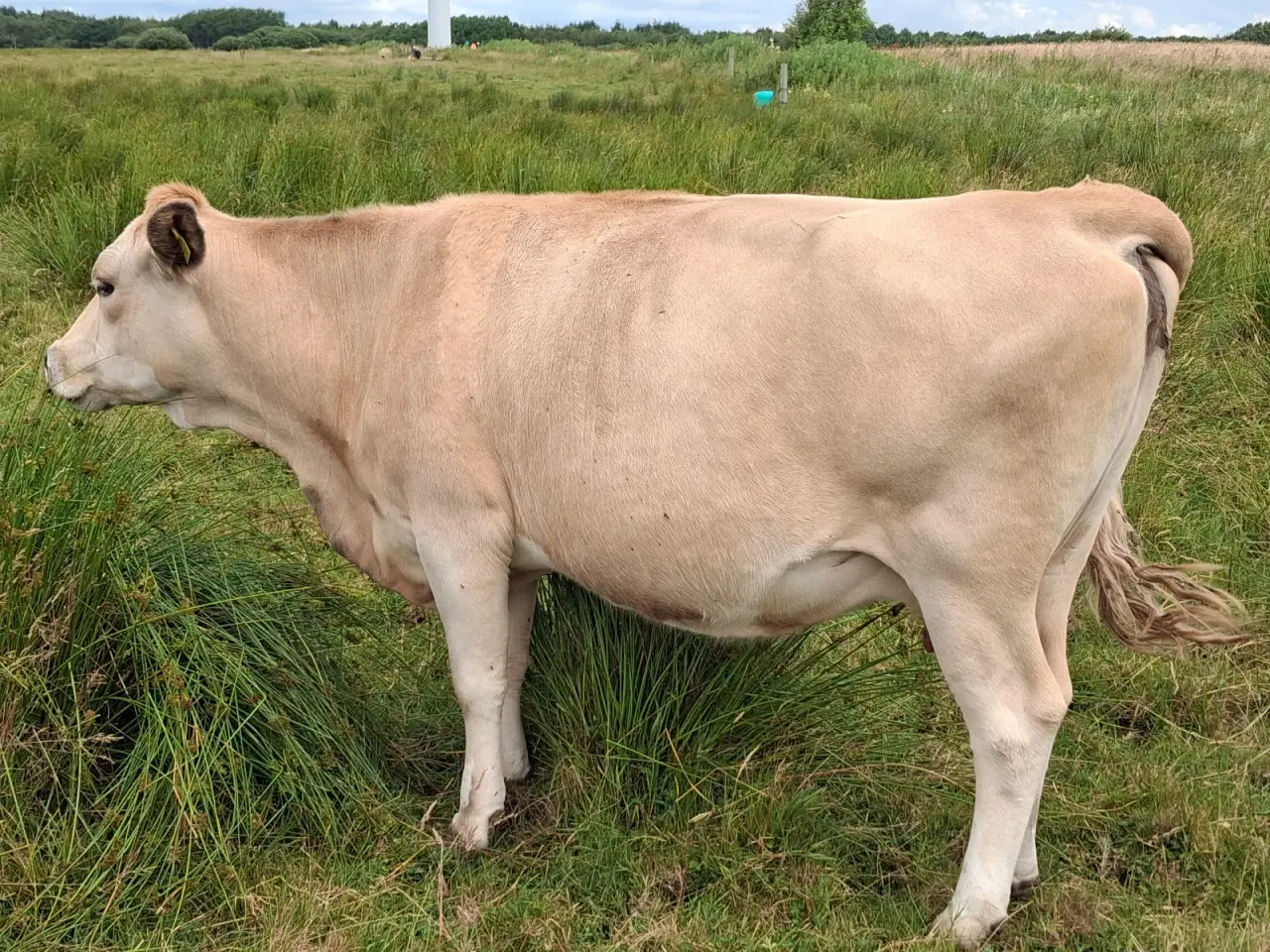 Billede 1 - Simmentaler krydsko.