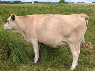 Simmentaler krydsko.