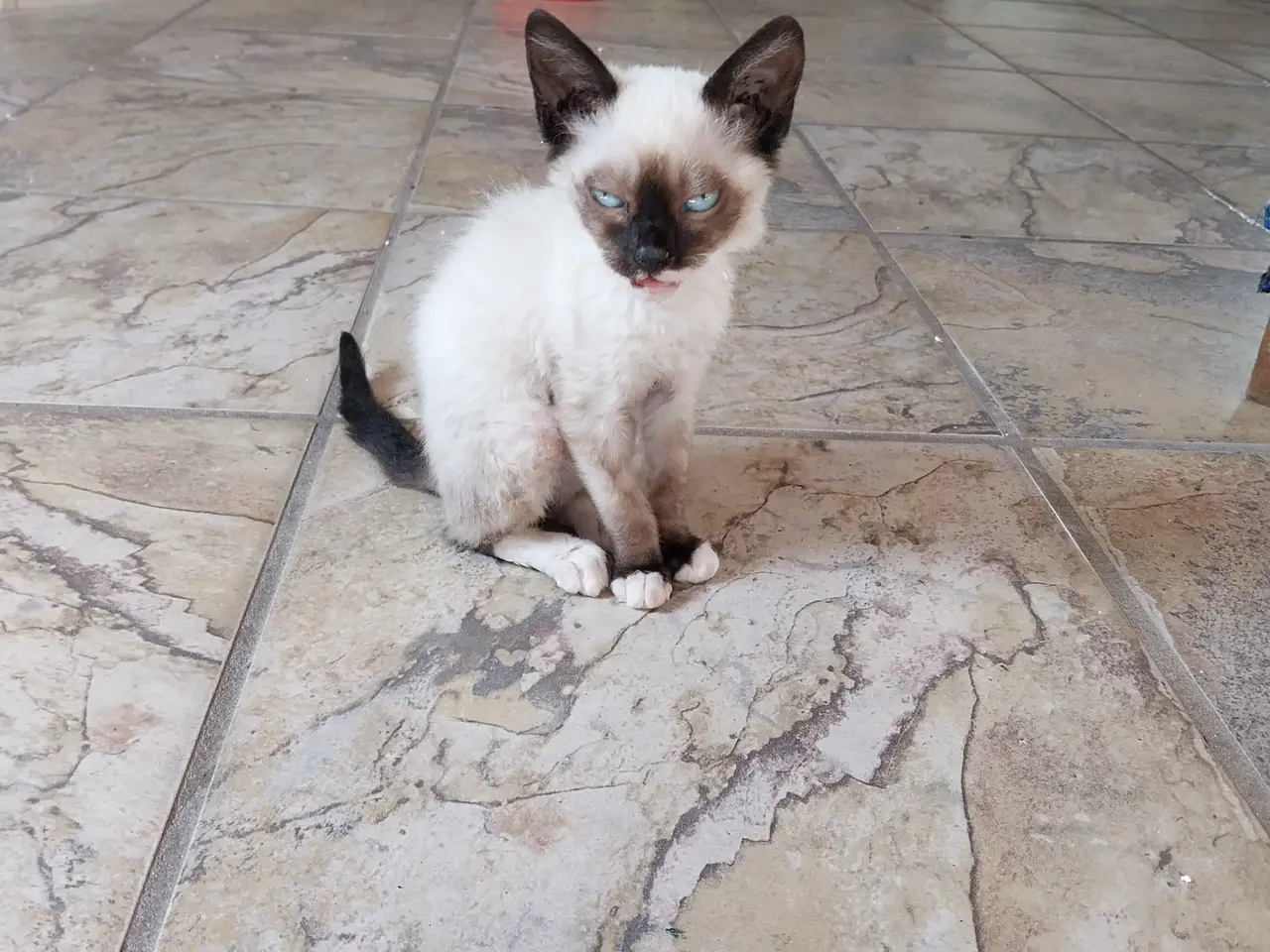 Billede 1 - Devon rex lignende teacup cat