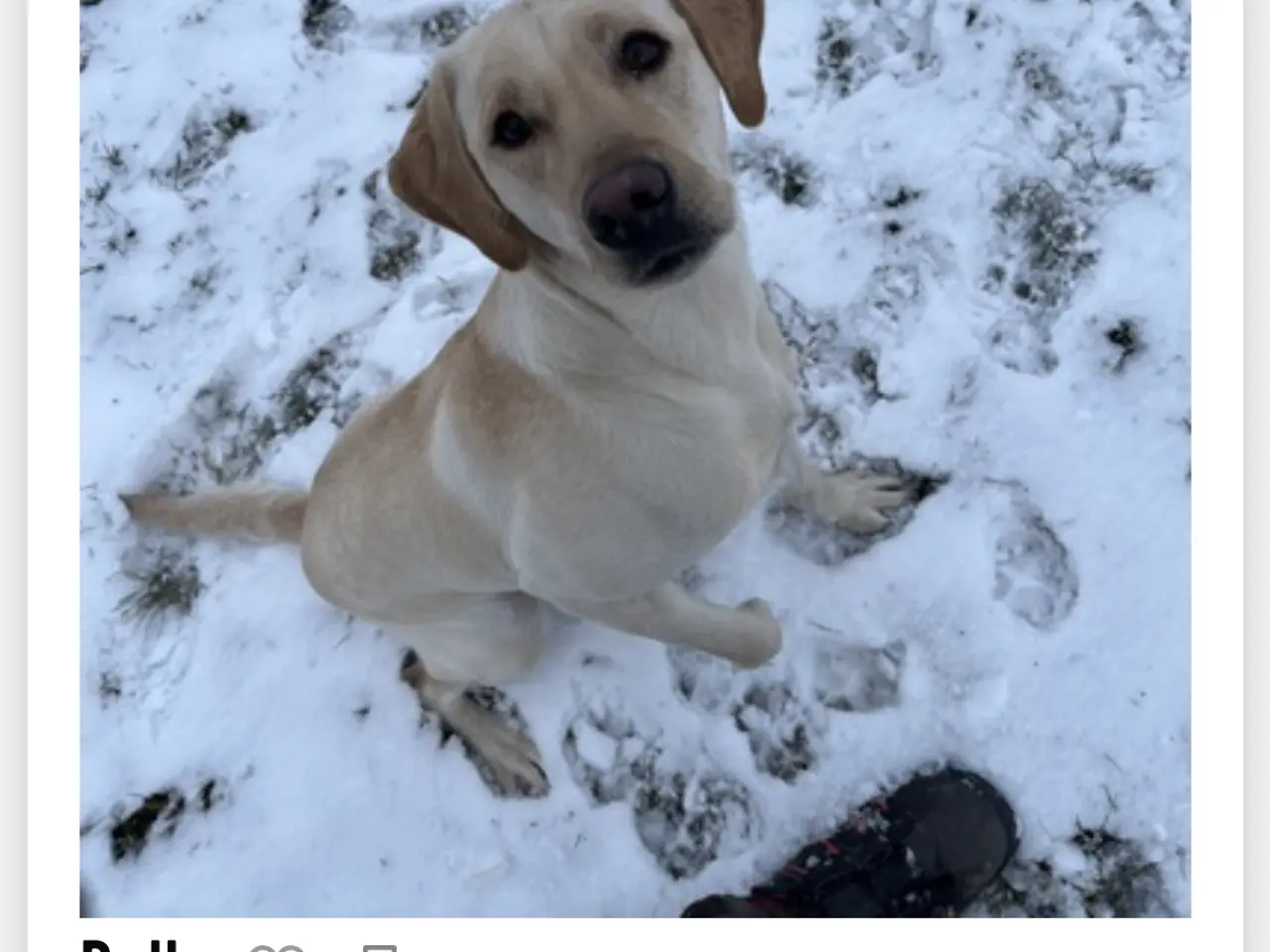 Billede 3 - Labrador hvalpe