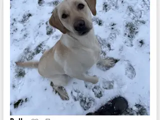 Labrador hvalpe