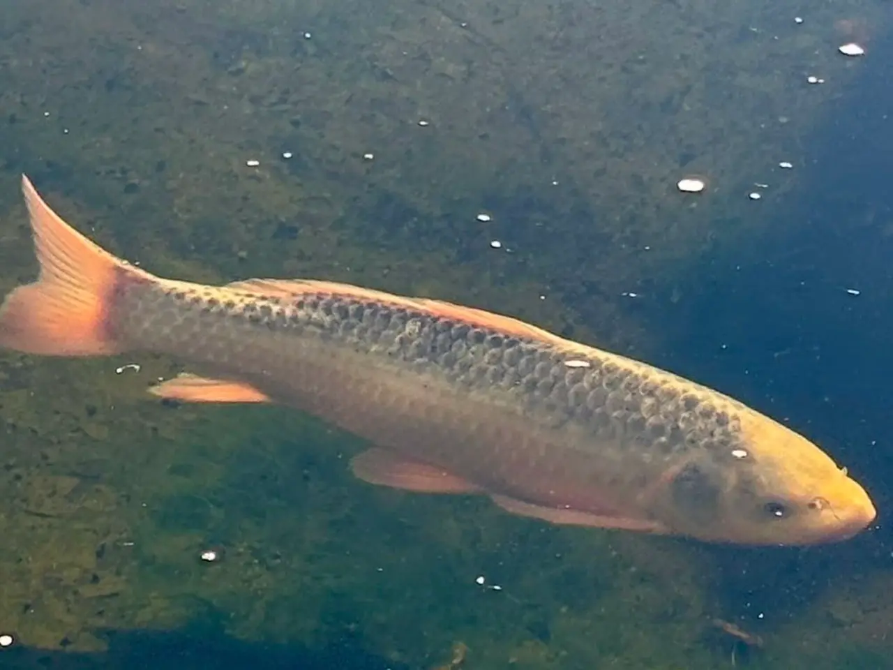 Billede 8 - 6 Koi SAMLET