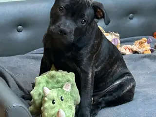 Skøn Staffordshire Bull terrier tæve