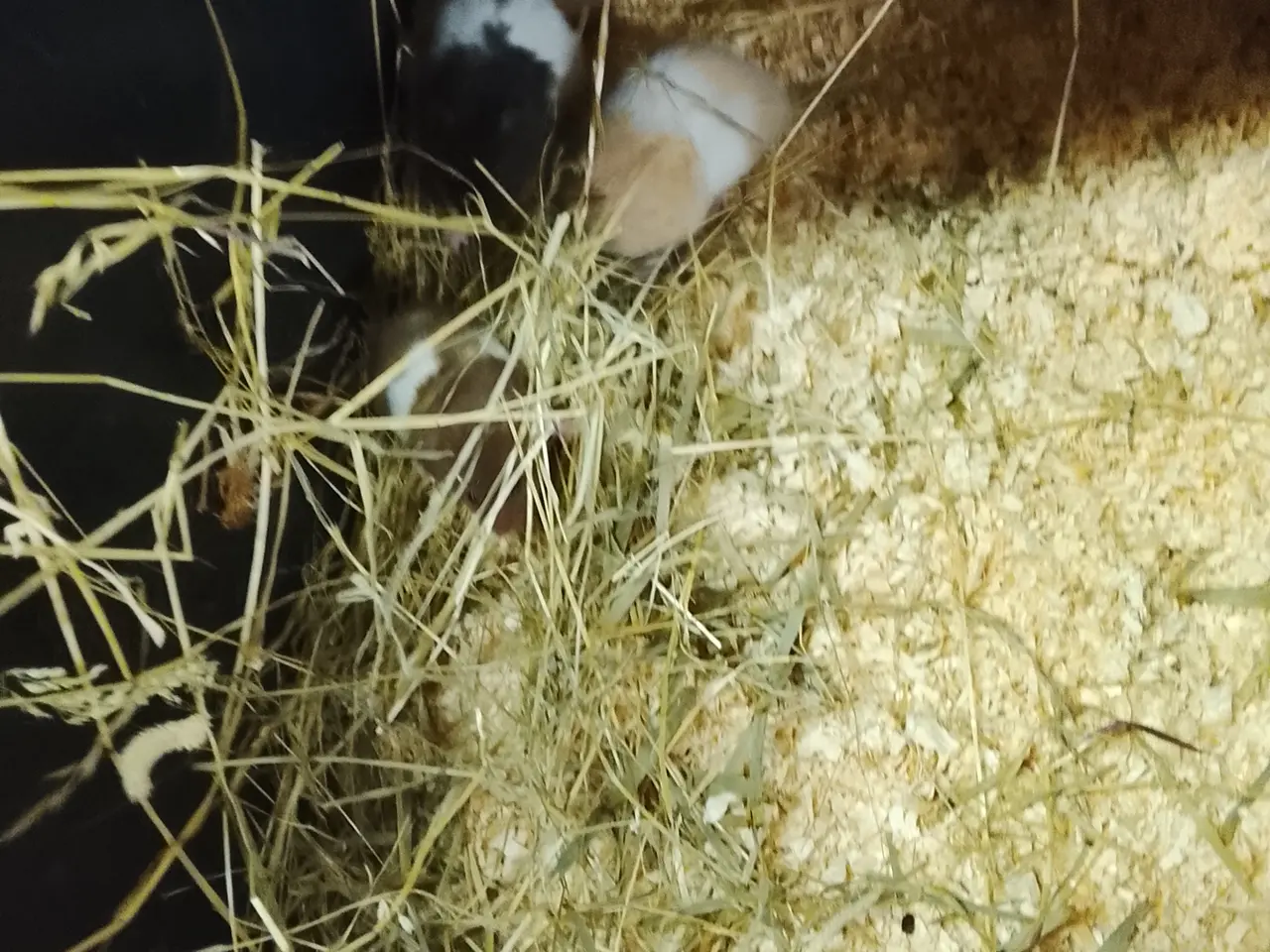 Billede 2 - guldhamster unger ger 6 uger