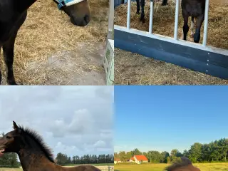 🌟 New Forest Pony hingst til salg