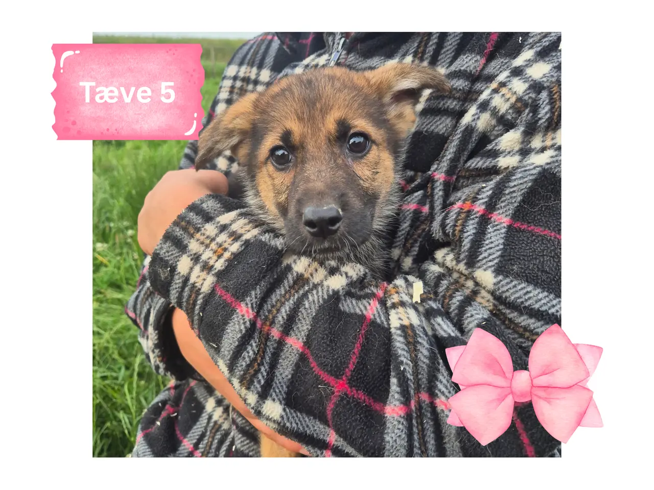 Billede 13 - 🩵🩷 🐶 Smukke Schæfer Blandingshvalpe