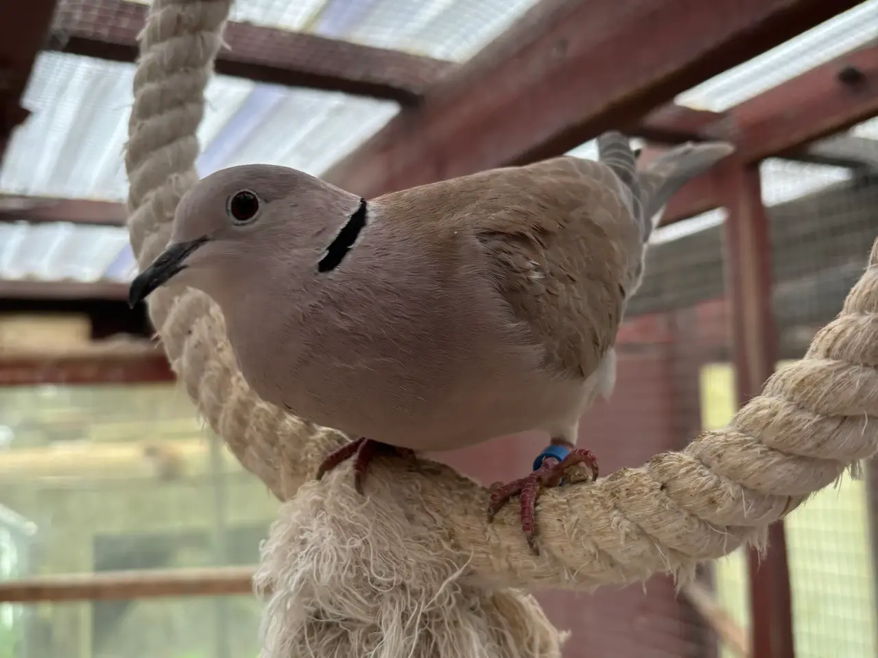 Billede 2 - Skoggerdue/Trylleduer (Ringneck Doves)