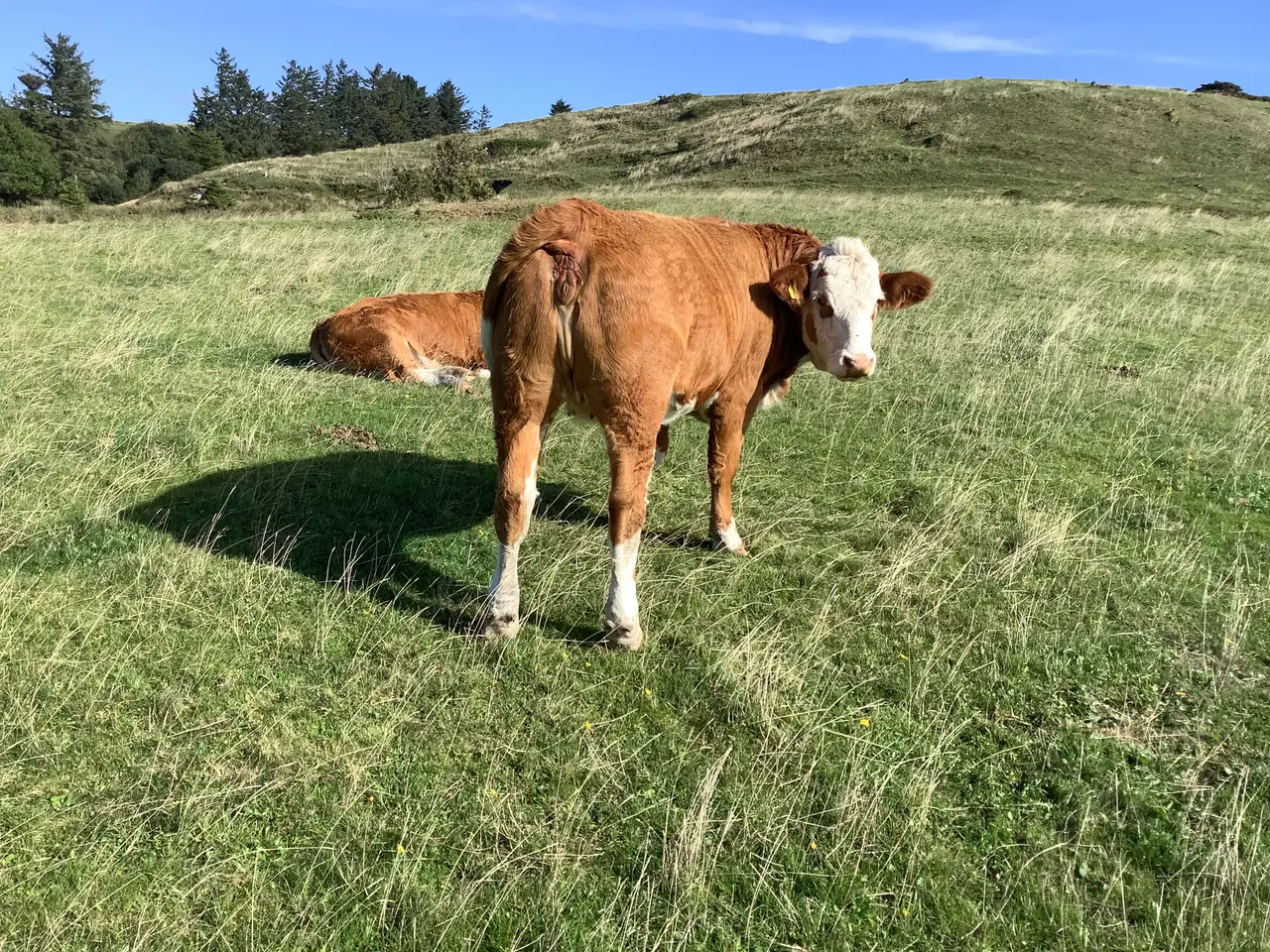 Billede 2 - Simmentaler løbekvier