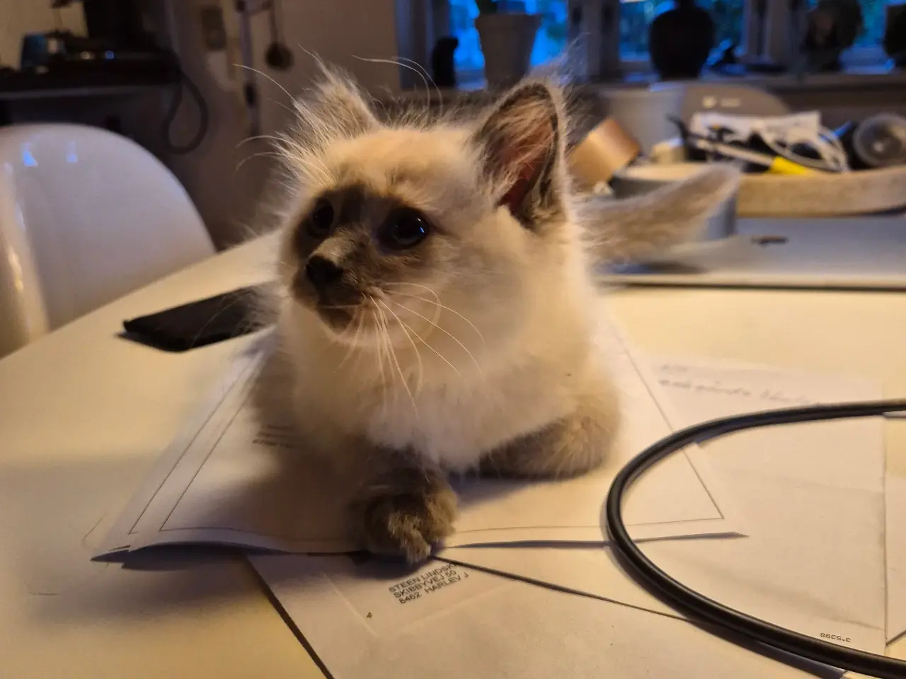 Billede 4 - Ragdoll uden stamtavle
