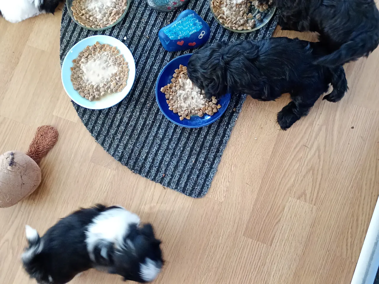 Billede 10 - De skønneste Shih Tzu hvalpe sælges.