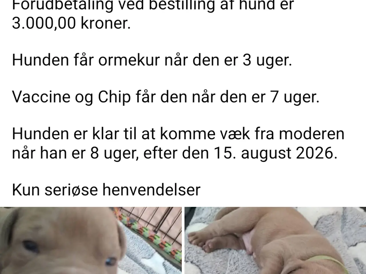 Billede 3 - Kun seriøse henvendelser tak.
