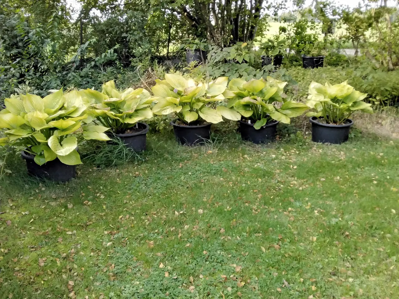 Billede 5 - Kæmpe Hosta Sun and Substance I store 40L potter