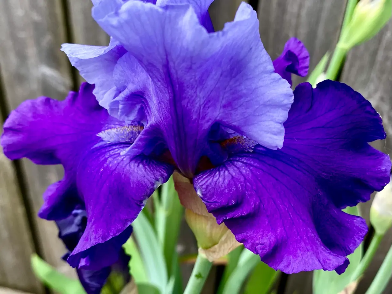 Billede 4 - Iris.