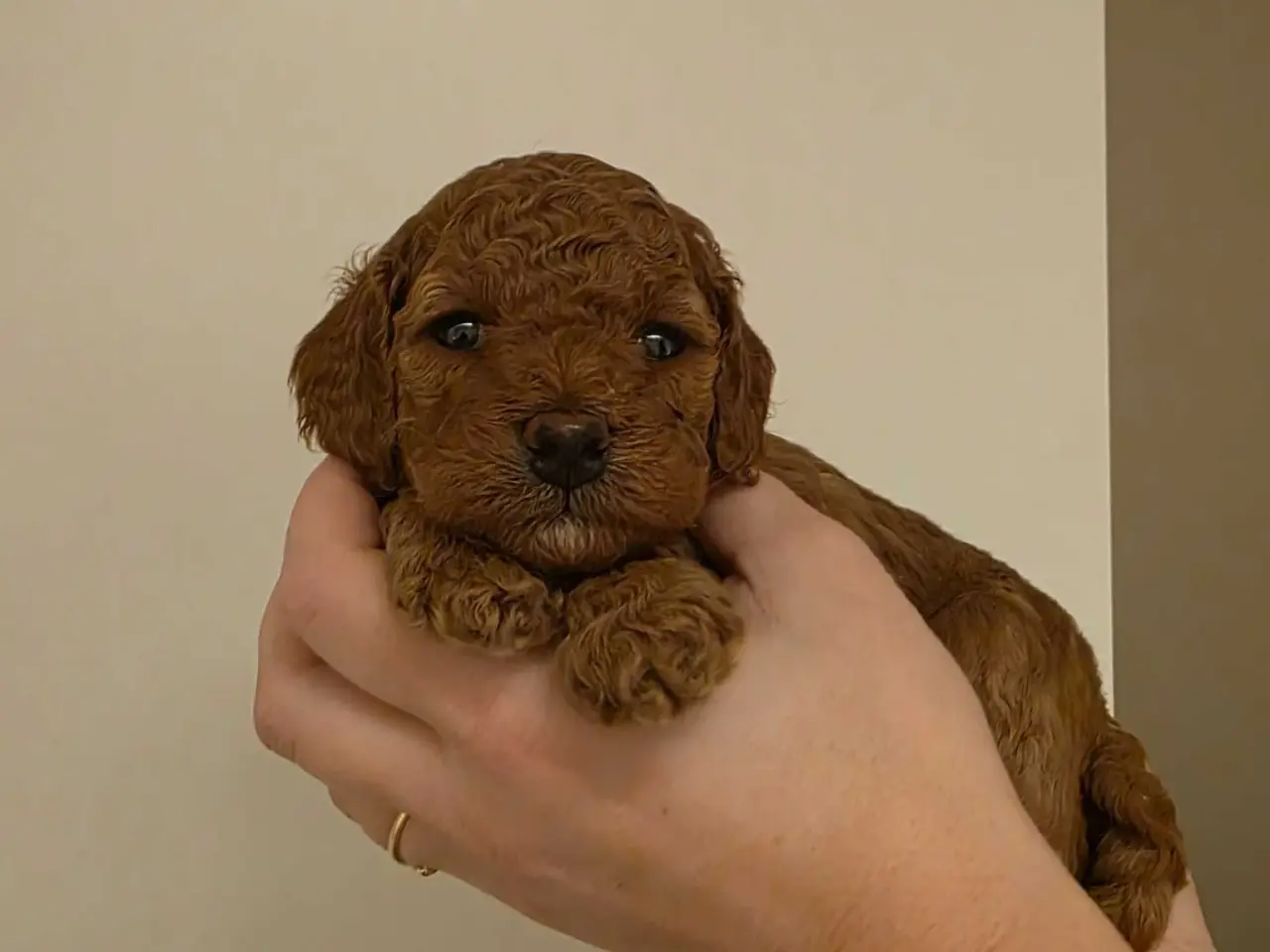 Billede 7 - Cockapoo F1B 