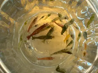  🦐 Neocaridina rejer – blandede 5stk | GLS