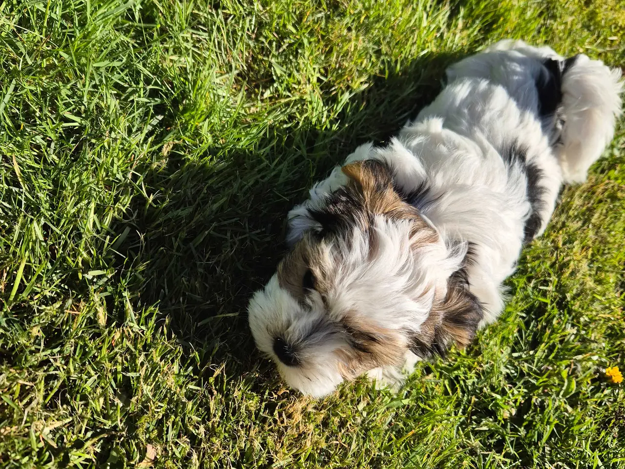 Billede 6 - Biewer Morkie hvalpe.
