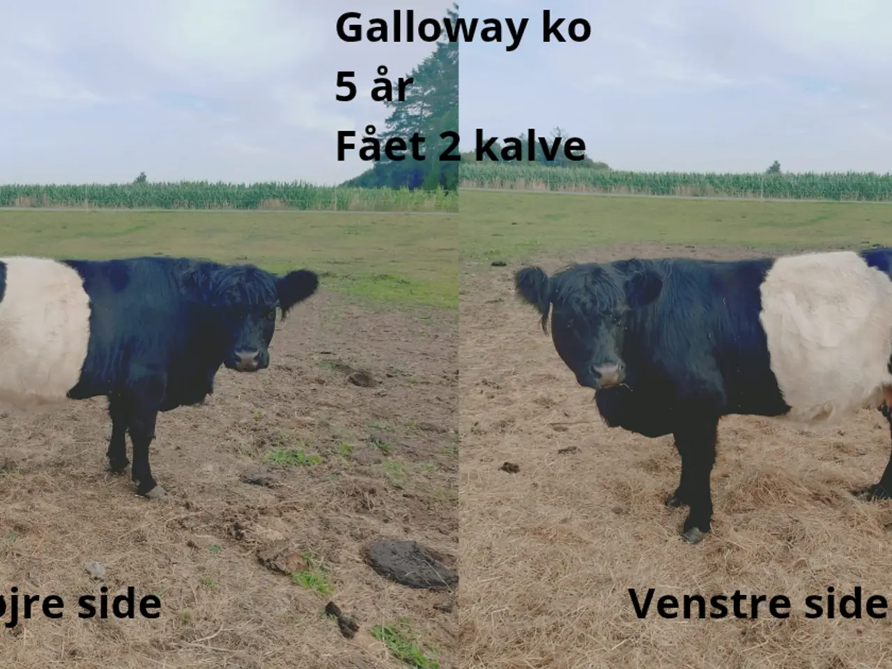 Billede 1 - Galloway køer med tyrekalv