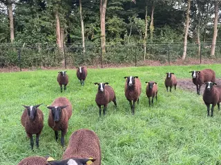 Zwartbless gimmer og vædderlam