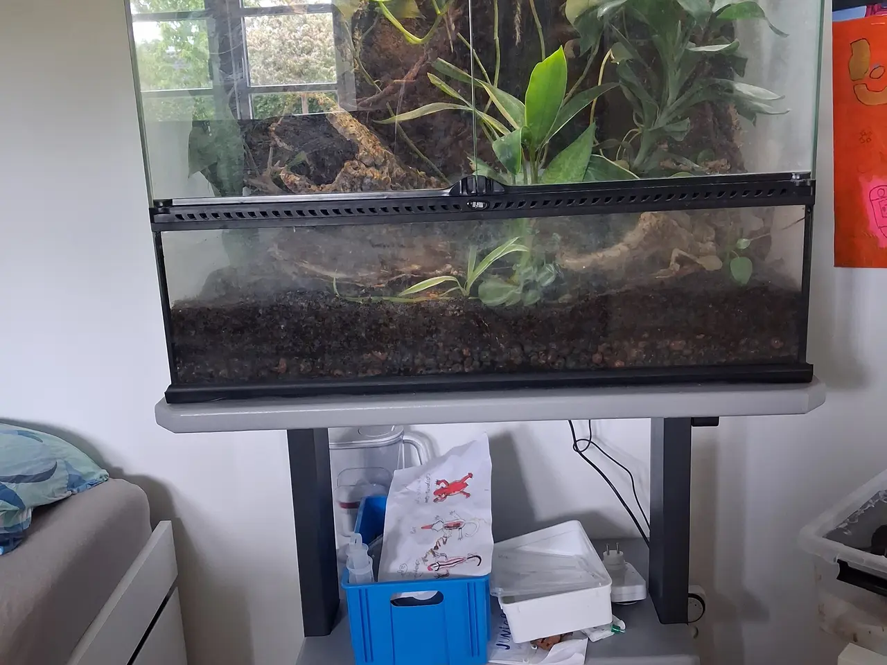 Billede 7 - Stort terrarium evt med gekkoer