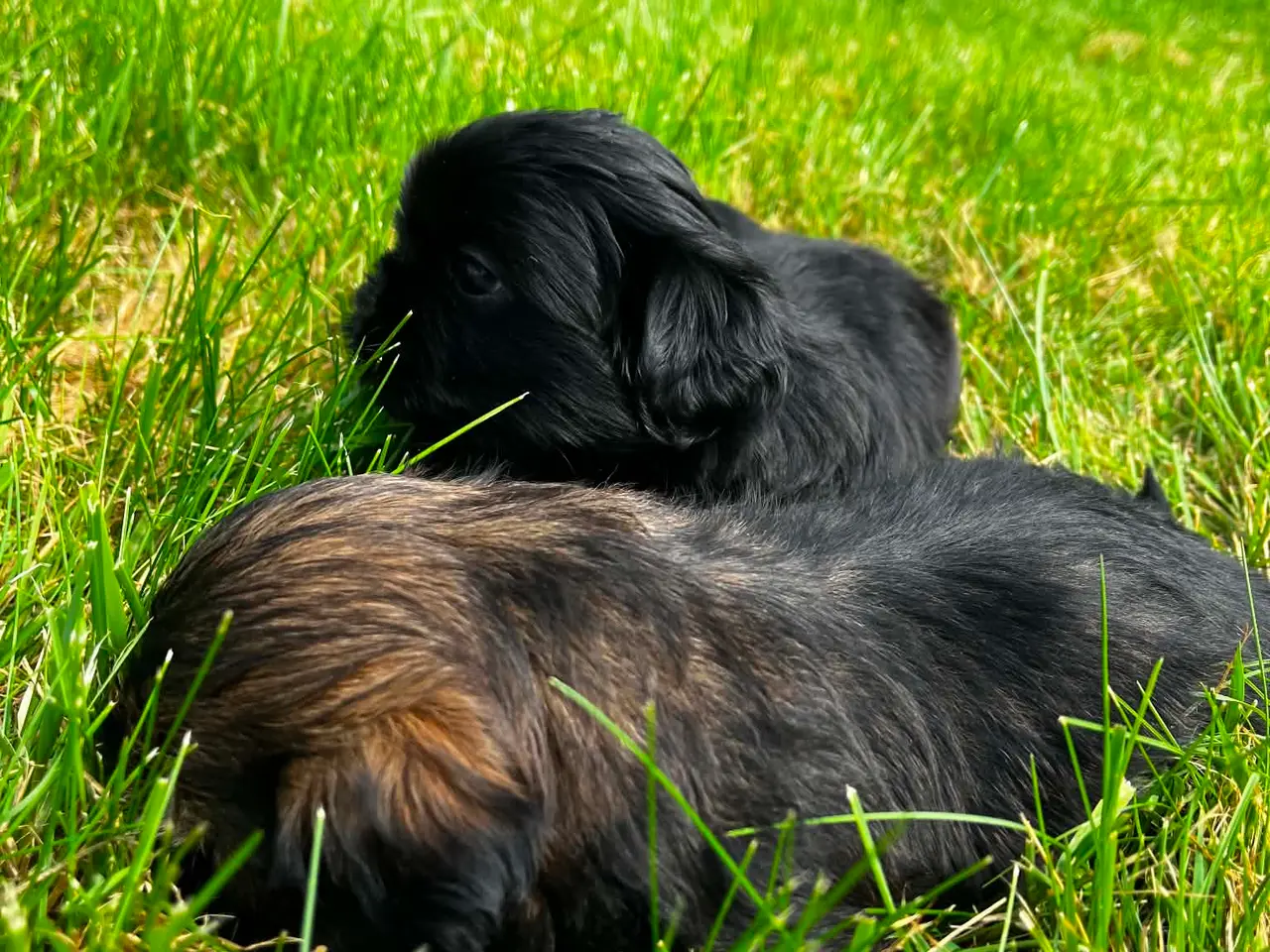 Billede 4 - Shih Tzu hvalpe