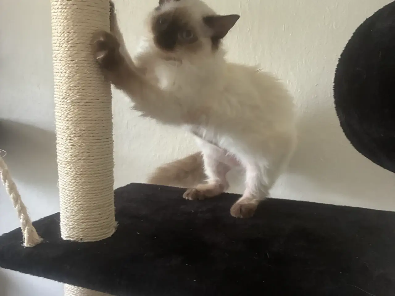 Billede 3 - Ragdoll Hun