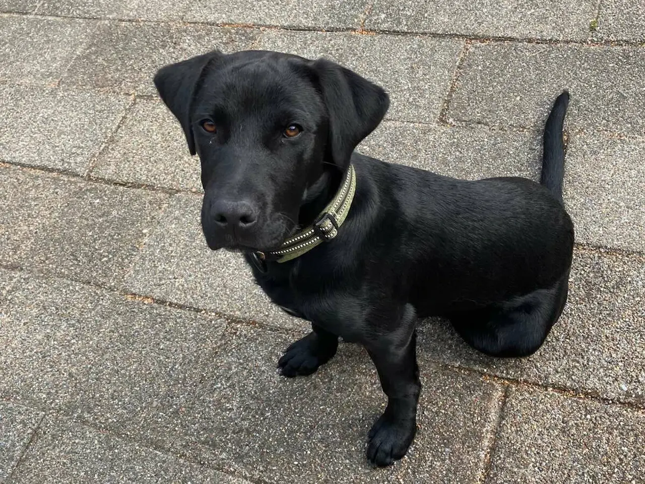 Billede 1 - Labrador/retriver/staffordshire bullterrier