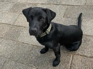 Labrador/retriver/staffordshire bullterrier