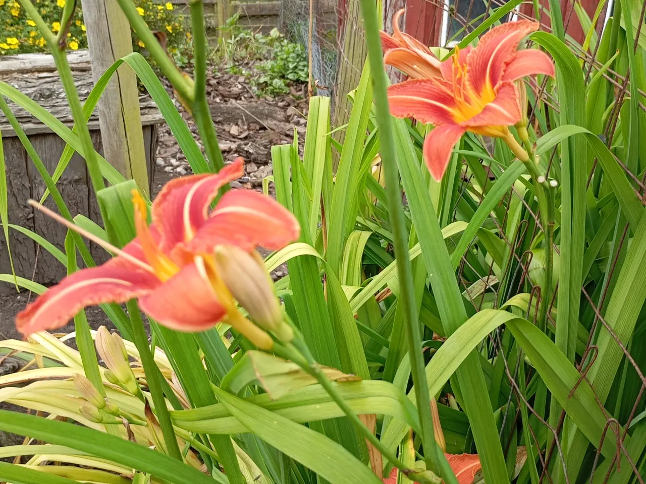 Billede 4 - Daglilje. Orange