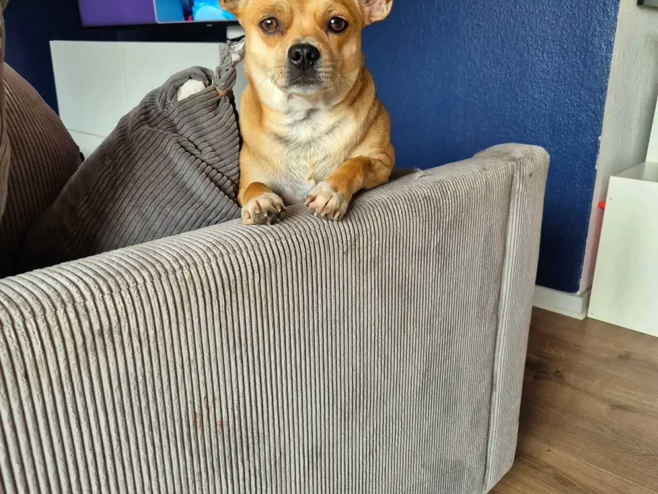 Billede 6 - Skønne Hulk søger ny familie 🐶