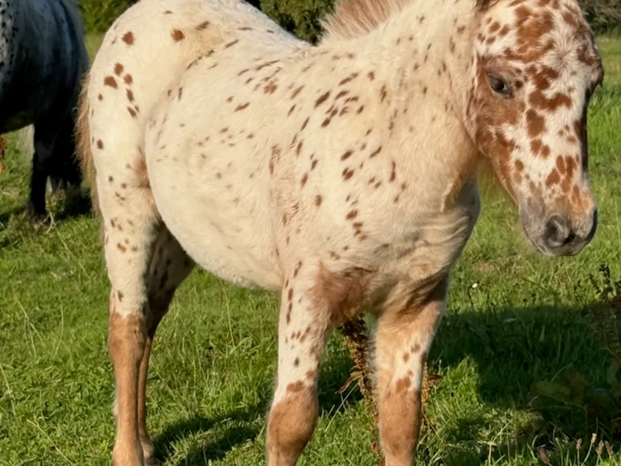 Billede 3 - 1 års Knabstrupper hingst