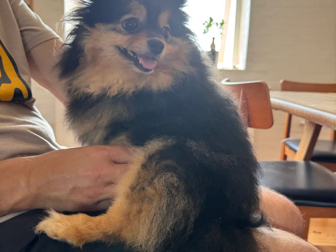 Billede 5 - Pomeranian hvalpe 