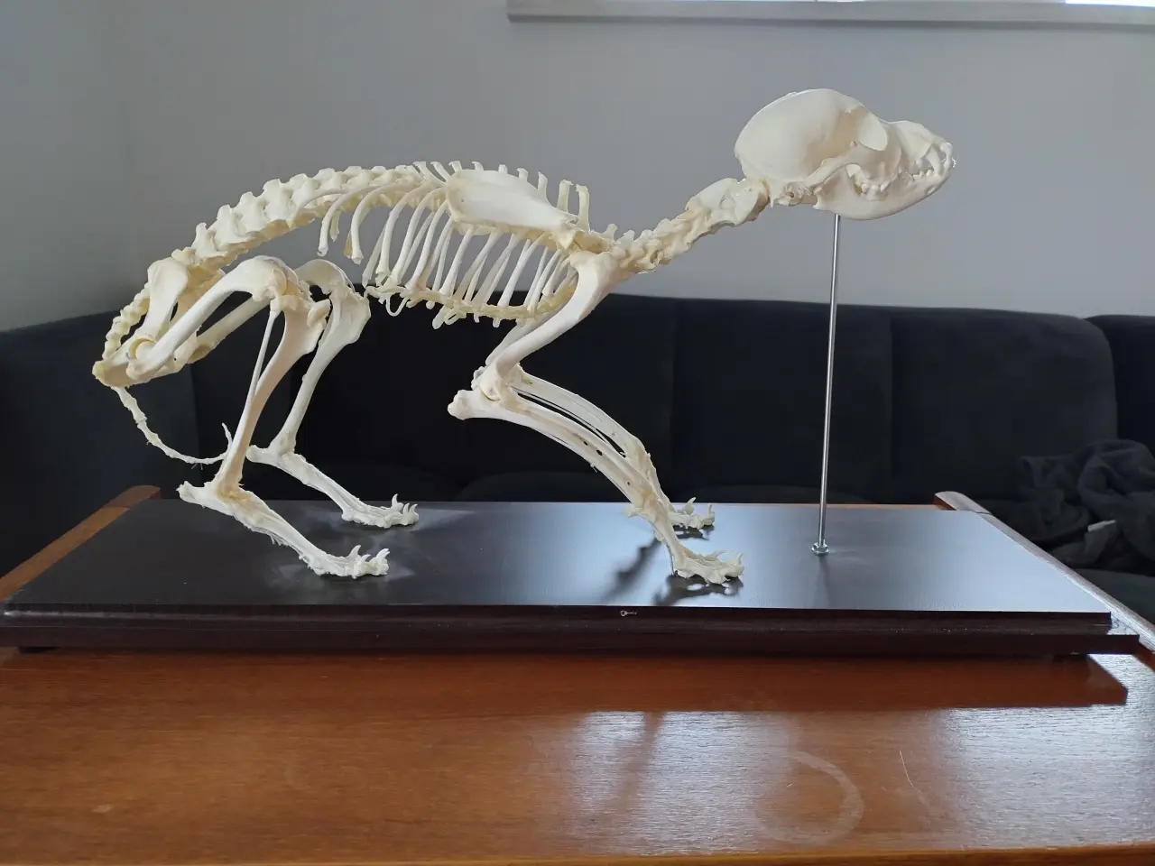 Billede 2 - Anatomimodel - hundeskelet