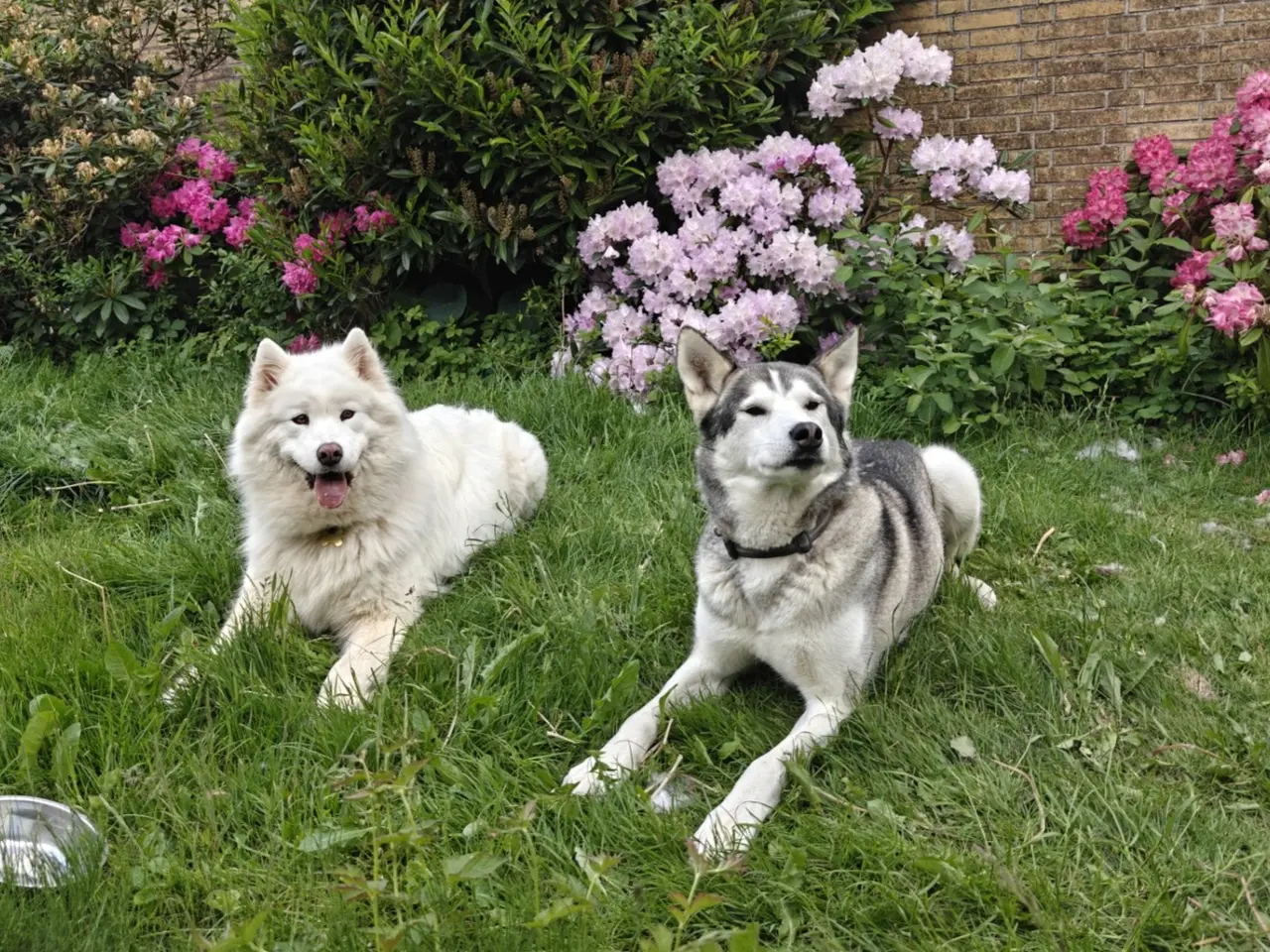 Billede 14 - Siberian husky og samojede hvalpe sælges