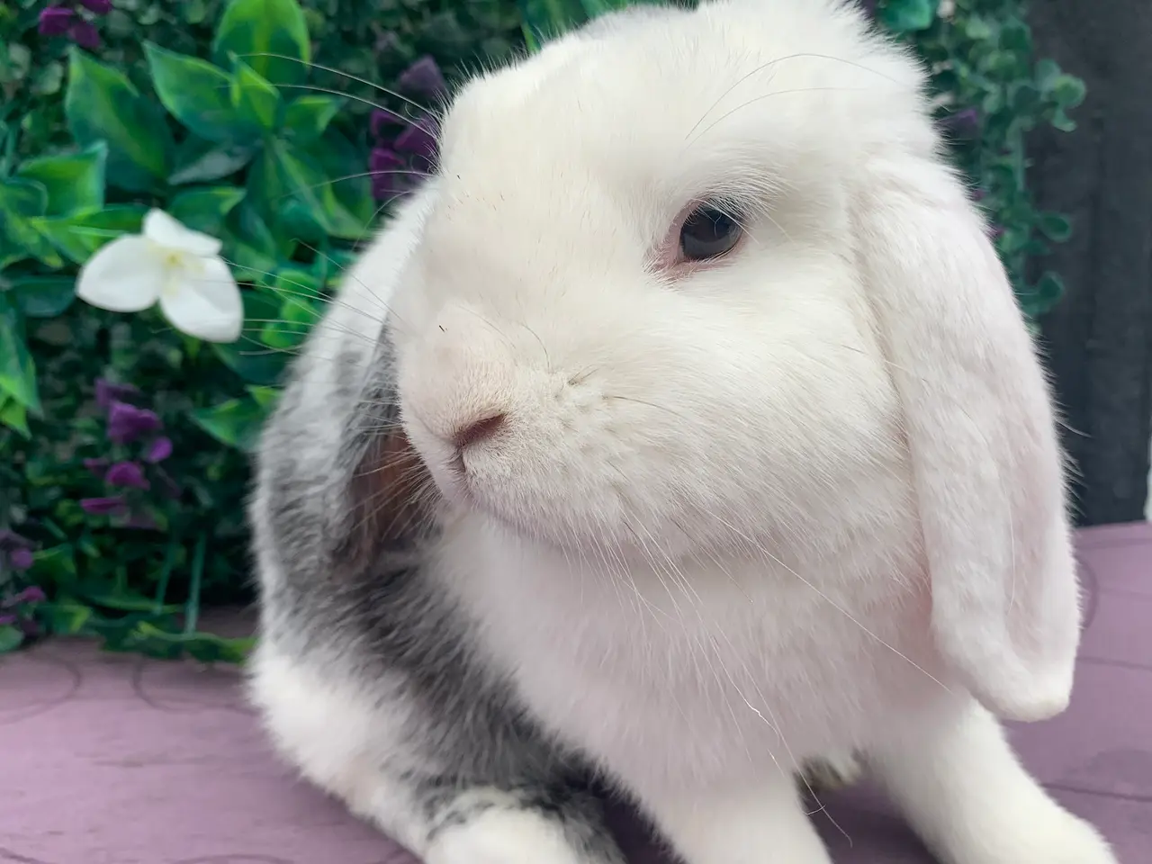 Billede 1 - Mini lop hun 2 år