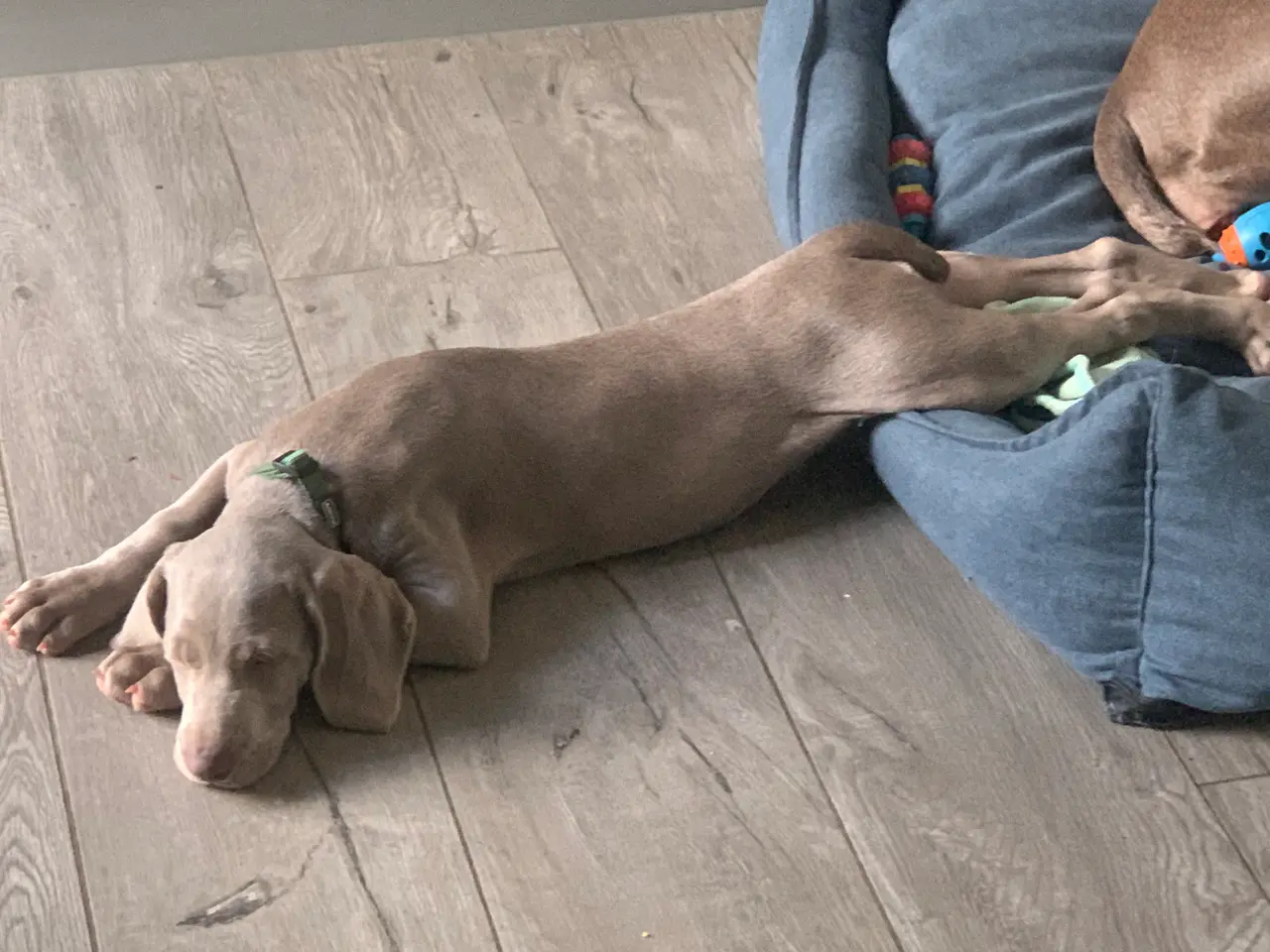 Billede 2 - Weimaraner hvalp søger nyt hjem.