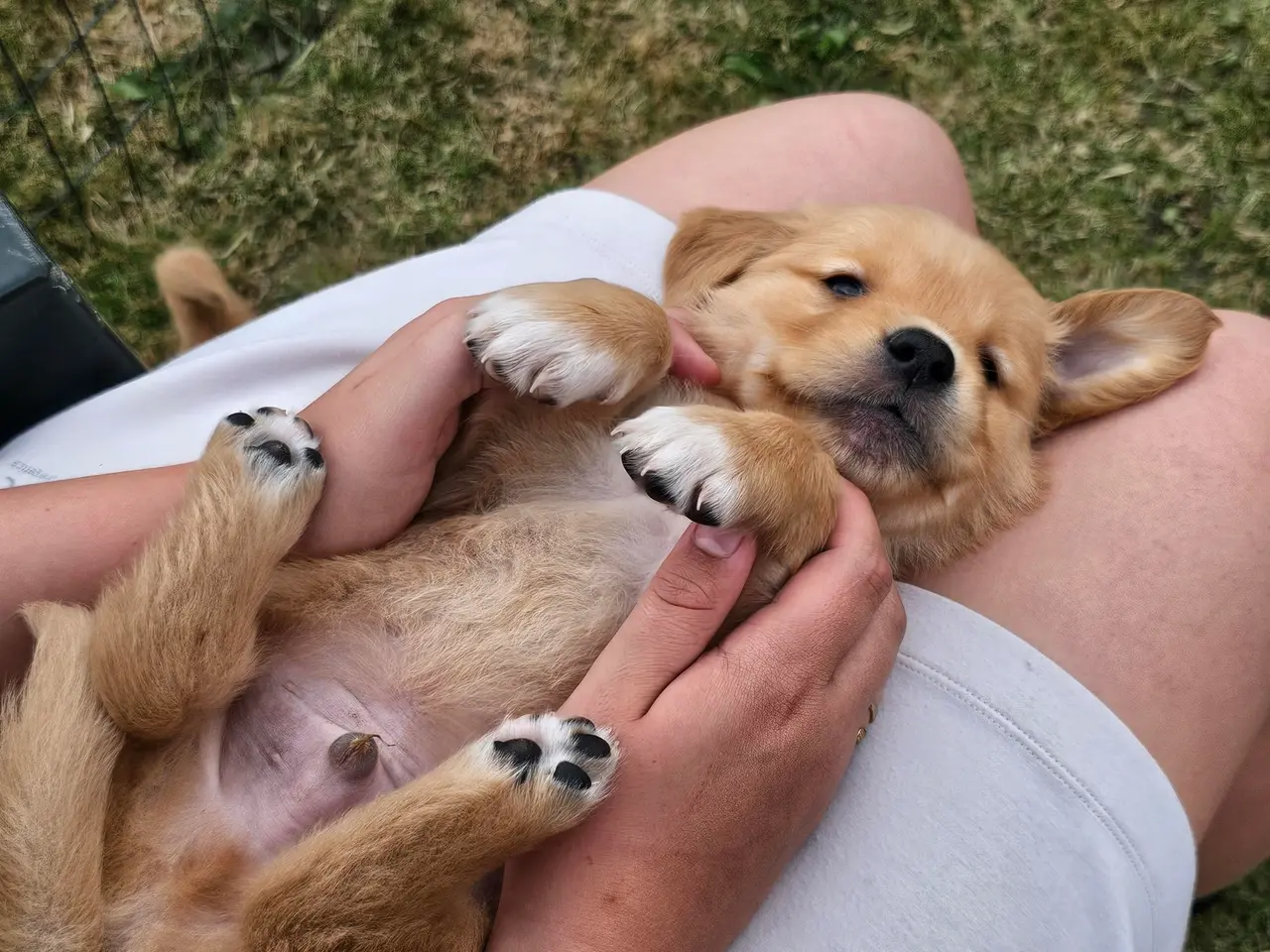 Billede 2 - Golden Retriever hvalpe