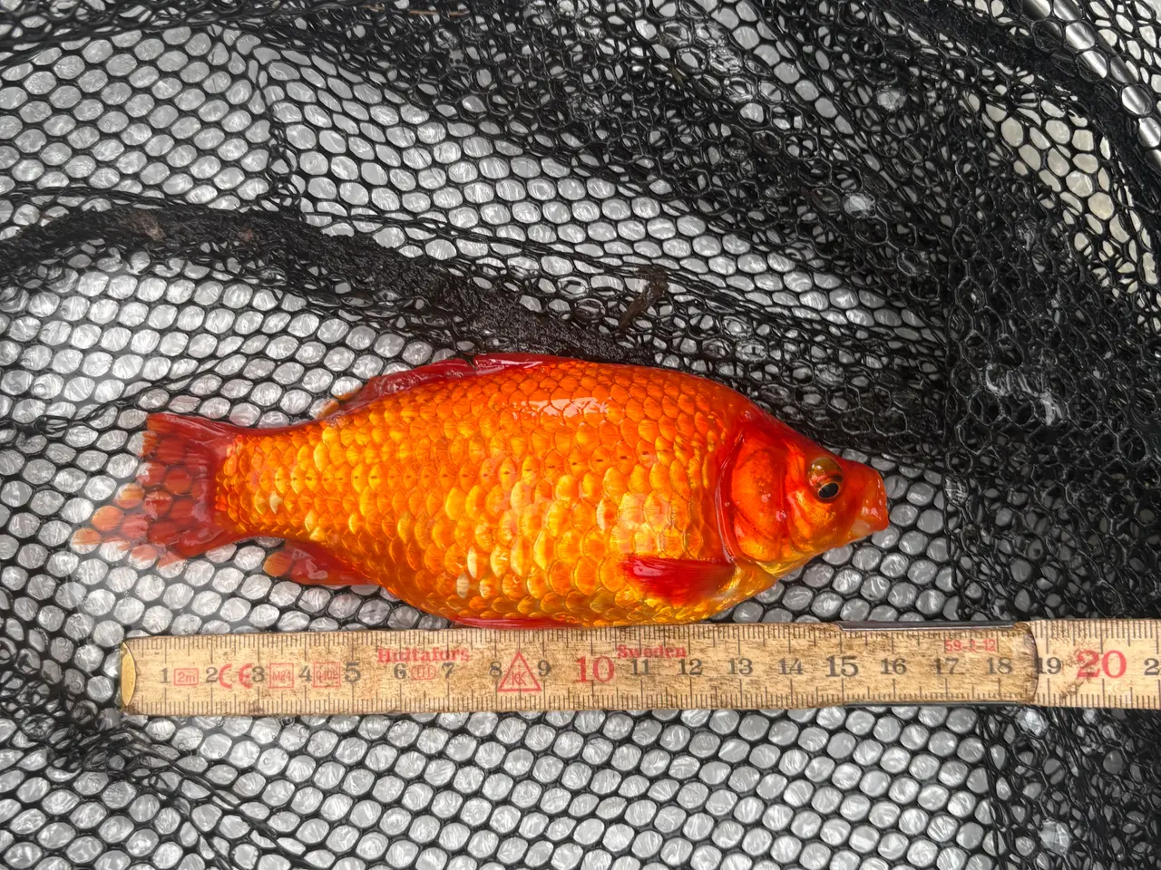 Billede 3 - Fisk / guldfisk 