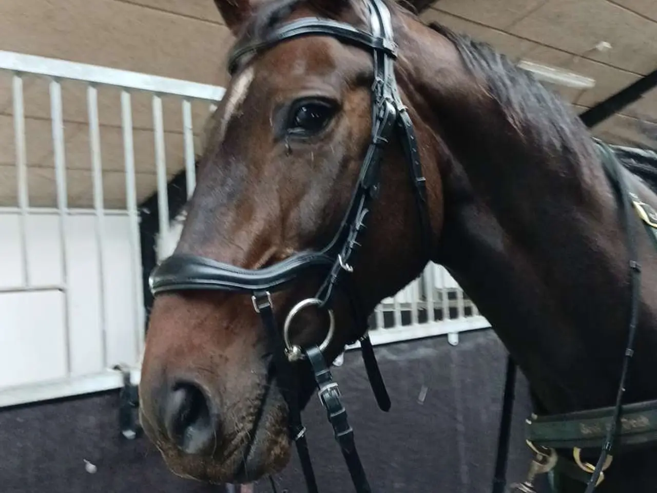 Billede 2 - Hoppe drægtig med pinto hingst