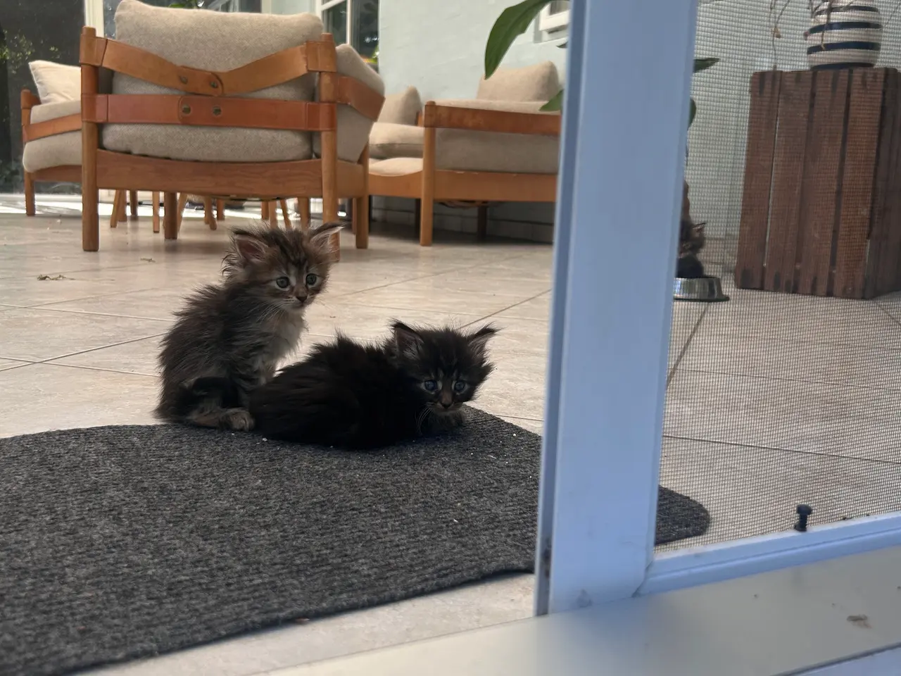 Billede 6 - Maine Coon blandings killinger