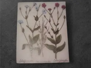 Unikke papirark med smukke botaniske illustratione